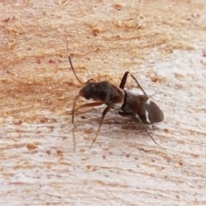 Leucophoroptera sp. (genus) at Lyneham, ACT - 22 Dec 2020 12:41 PM