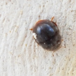 Coccinellidae (family) at Lyneham, ACT - 22 Dec 2020