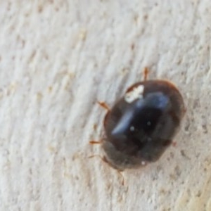 Coccinellidae (family) at Lyneham, ACT - 22 Dec 2020