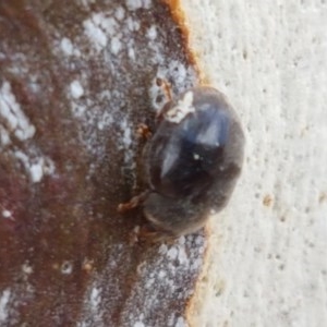 Coccinellidae (family) at Lyneham, ACT - 22 Dec 2020