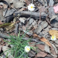 Leucochrysum albicans subsp. tricolor (Hoary Sunray) at Greenleigh, NSW - 22 Dec 2020 by LyndalT