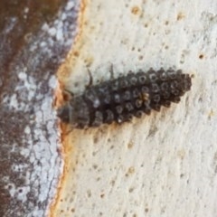 Coccinellidae (family) (Unidentified lady beetle) at Lyneham, ACT - 22 Dec 2020 by trevorpreston