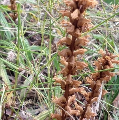 Orobanche minor (Broomrape) at Greenleigh, NSW - 22 Dec 2020 by LyndalT