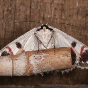 Crypsiphona ocultaria at Melba, ACT - 11 Dec 2020