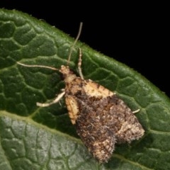 Capua intractana (A Tortricid moth) at Melba, ACT - 11 Dec 2020 by kasiaaus