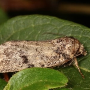 Thoracolopha provisional species at Melba, ACT - 11 Dec 2020