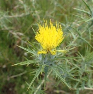 Carthamus lanatus at Holt, ACT - 22 Dec 2020