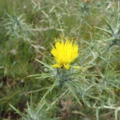 Carthamus lanatus at Holt, ACT - 22 Dec 2020