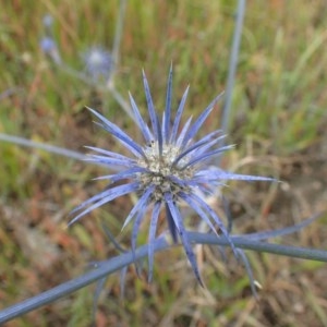 Eryngium ovinum at Holt, ACT - 22 Dec 2020