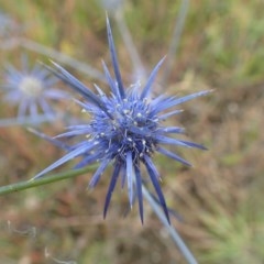 Eryngium ovinum at Holt, ACT - 22 Dec 2020 02:11 PM