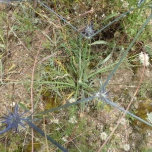 Eryngium ovinum at Holt, ACT - 22 Dec 2020 02:11 PM