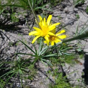 Microseris walteri at Namadgi National Park - 1 Dec 2020 02:46 PM