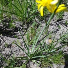 Microseris walteri at Namadgi National Park - 1 Dec 2020