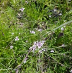 Arthropodium milleflorum at Tennent, ACT - 1 Dec 2020 03:24 PM