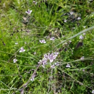 Arthropodium milleflorum at Tennent, ACT - 1 Dec 2020 03:24 PM