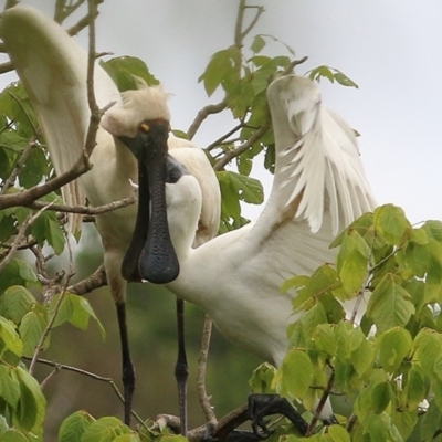 Platalea regia (Royal Spoonbill) at Bega, NSW - 21 Dec 2020 by KylieWaldon