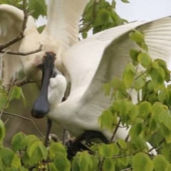 Platalea regia at Bega, NSW - 21 Dec 2020 12:10 PM