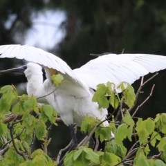 Platalea regia at Bega, NSW - 21 Dec 2020 12:10 PM
