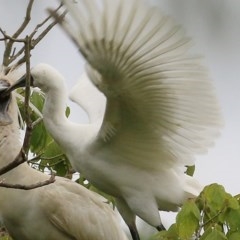 Platalea regia at Bega, NSW - 21 Dec 2020 12:10 PM