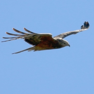 Lophoictinia isura (Square-tailed Kite) at Bournda, NSW - 21 Dec 2020 by Kyliegw