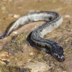 Anguilla australis (Short Finned Eel) at Bournda, NSW - 22 Dec 2020 by KylieWaldon