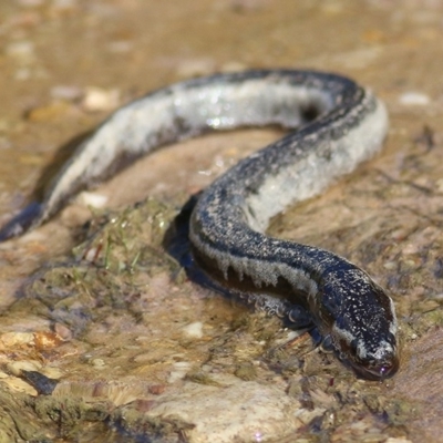 Anguilla australis (Short Finned Eel) at Bournda, NSW - 22 Dec 2020 by KylieWaldon