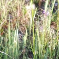 Linaria pelisseriana (Pelisser's Toadflax) at Mount Painter - 14 Oct 2020 by drakes