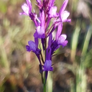 Linaria pelisseriana at Cook, ACT - 15 Oct 2020 07:51 AM