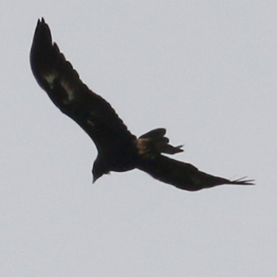 Aquila audax (Wedge-tailed Eagle) at Brogo, NSW - 21 Dec 2020 by KylieWaldon