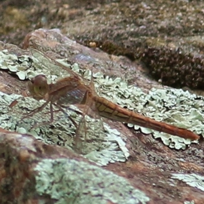 Diplacodes haematodes (Scarlet Percher) at Brogo, NSW - 20 Dec 2020 by Kyliegw