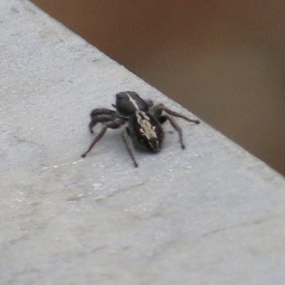 Lycidas scutulatus (Jumping Spider) at Brogo, NSW - 20 Dec 2020 by Kyliegw