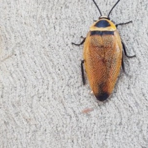 Ellipsidion australe at Fraser, ACT - 22 Dec 2020