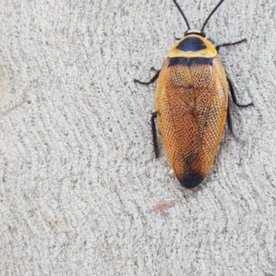 Ellipsidion australe (Austral Ellipsidion cockroach) at Fraser, ACT - 22 Dec 2020 by tpreston