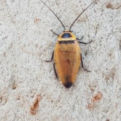 Ellipsidion australe at Fraser, ACT - 22 Dec 2020