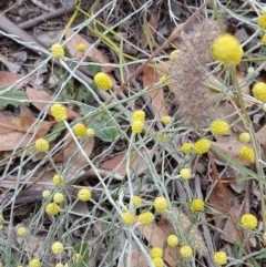 Calocephalus citreus (Lemon Beauty Heads) at Fraser, ACT - 22 Dec 2020 by tpreston