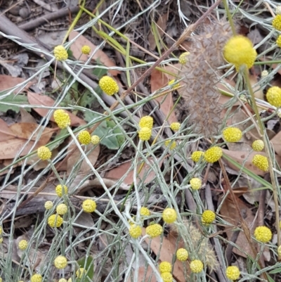 Calocephalus citreus (Lemon Beauty Heads) at Dunlop Grasslands - 22 Dec 2020 by tpreston