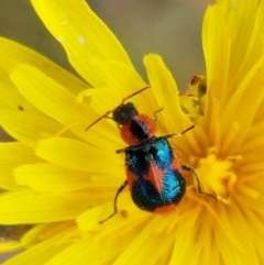Dicranolaius villosus (Melyrid flower beetle) at Dunlop Grasslands - 22 Dec 2020 by tpreston