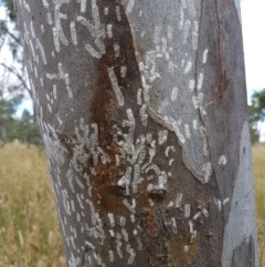 Eriococcidae sp. (family) (Unidentified felted scale) at Dunlop Grasslands - 22 Dec 2020 by tpreston