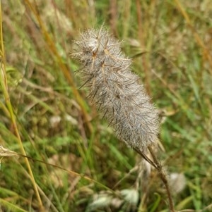 Trifolium angustifolium at Fraser, ACT - 22 Dec 2020