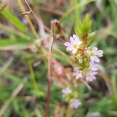 Lythrum hyssopifolia (Small Loosestrife) at Fraser, ACT - 22 Dec 2020 by trevorpreston