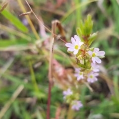 Lythrum hyssopifolia (Small Loosestrife) at Dunlop Grasslands - 22 Dec 2020 by tpreston