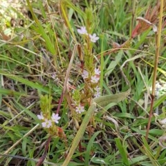 Lythrum hyssopifolia at Fraser, ACT - 22 Dec 2020