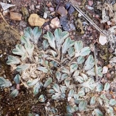 Riccia sp. (genus) (Liverwort) at Dunlop Grasslands - 22 Dec 2020 by tpreston