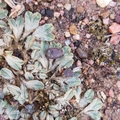 Riccia sp. (genus) at Fraser, ACT - 22 Dec 2020