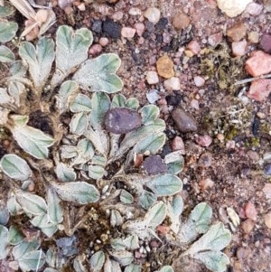 Riccia sp. (genus) at Fraser, ACT - 22 Dec 2020