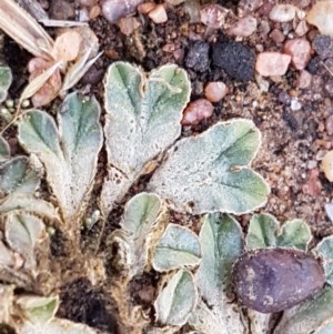 Riccia sp. (genus) at Fraser, ACT - 22 Dec 2020