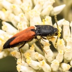 Anilicus xanthomus (A click beetle) at Bruce, ACT - 21 Dec 2020 by Roger