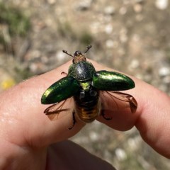 Lamprima aurata (Golden stag beetle) at Wandiyali-Environa Conservation Area - 22 Dec 2020 by Wandiyali