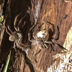 Delena cancerides (Social huntsman spider) at Hughes, ACT - 22 Dec 2020 by ruthkerruish