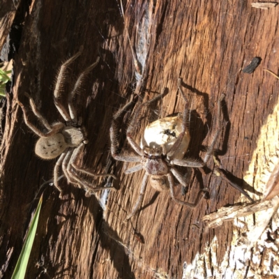 Delena cancerides (Social huntsman spider) at Hughes, ACT - 22 Dec 2020 by ruthkerruish